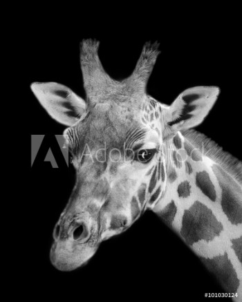 Picture of Black And White Giraffe Portrait